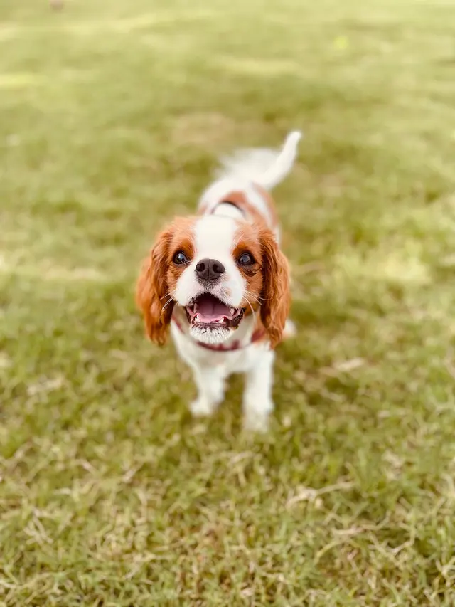 Furry Guys Pet Care — customer photo 8