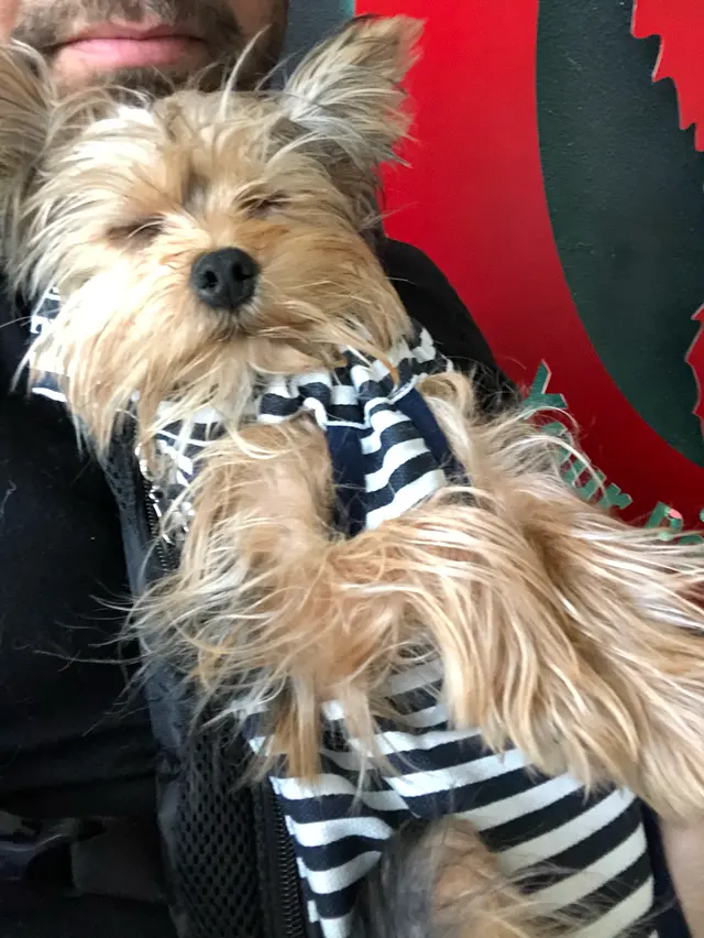 Furry Guys Pet Care — photo from the business 10