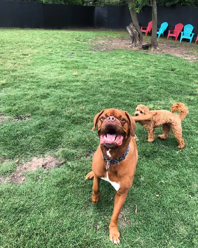 Furry Guys Pet Care — photo from the business 7