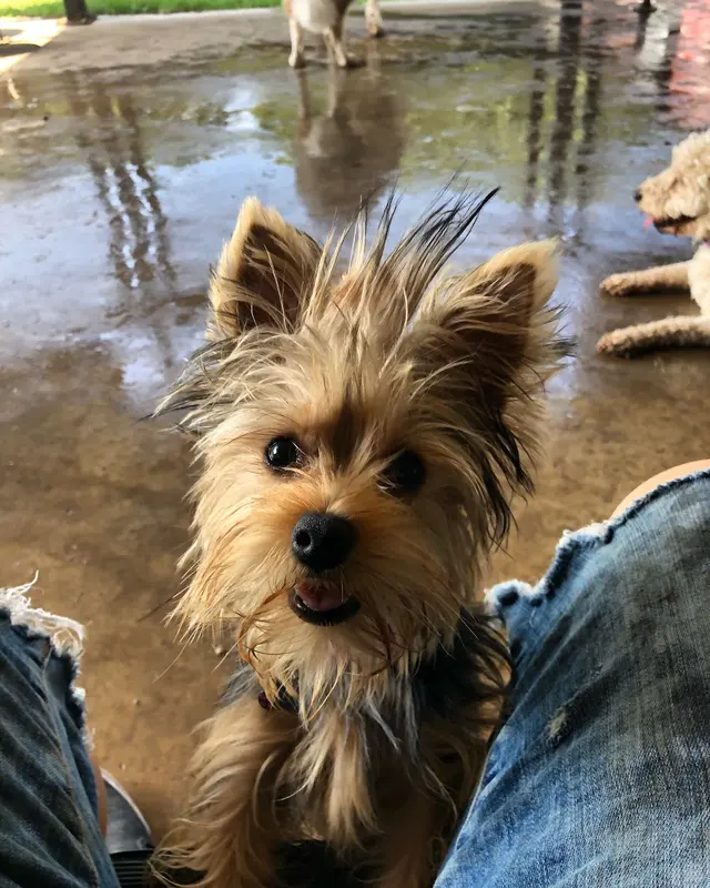 Furry Guys Pet Care — photo from the business 3