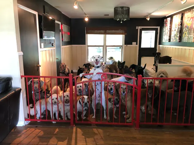 Furry Guys Pet Care — photo from the business 6