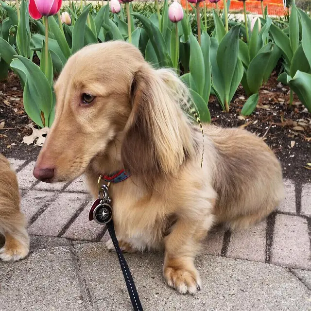 Furry Guys Pet Care — photo from the business 2