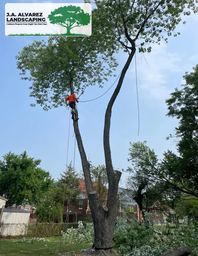JA Alvarez Landscaping — photo from the business 11