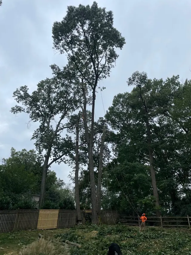 JA Alvarez Landscaping — photo from the business 1