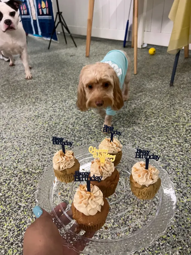 Max and Alayna's Paws Play — photo from the business 7