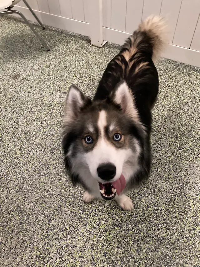Max and Alayna's Paws Play — photo from the business 12