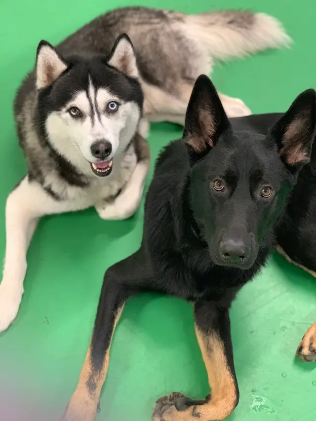 Max and Alayna's Paws Play — photo from the business 11