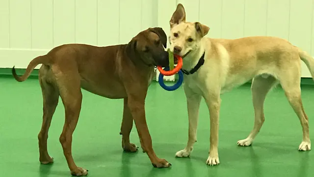 Max and Alayna's Paws Play — photo from the business 9