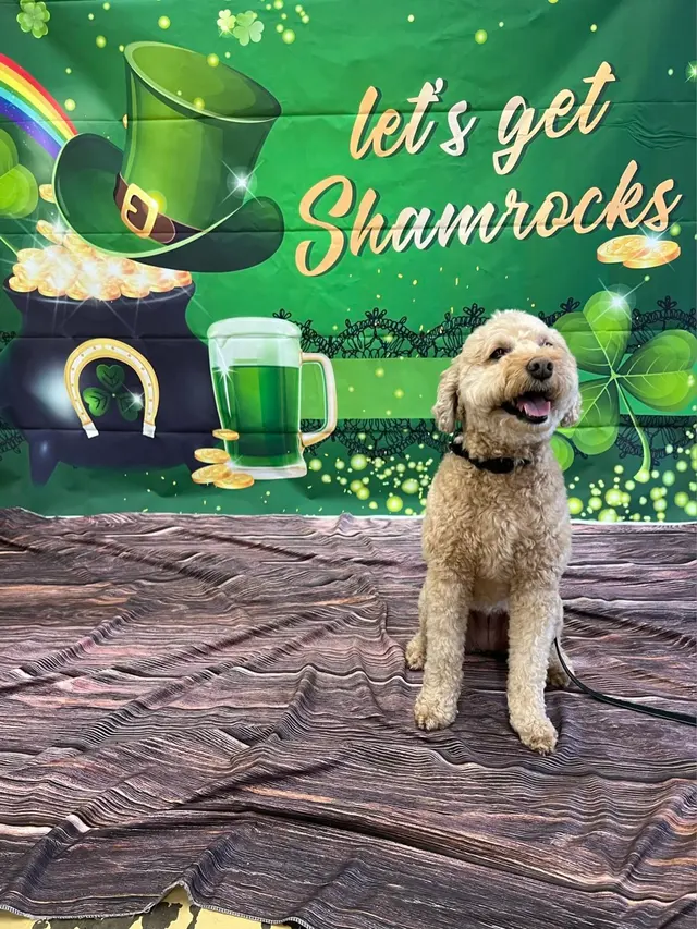Max and Alayna's Paws Play — customer photo 5