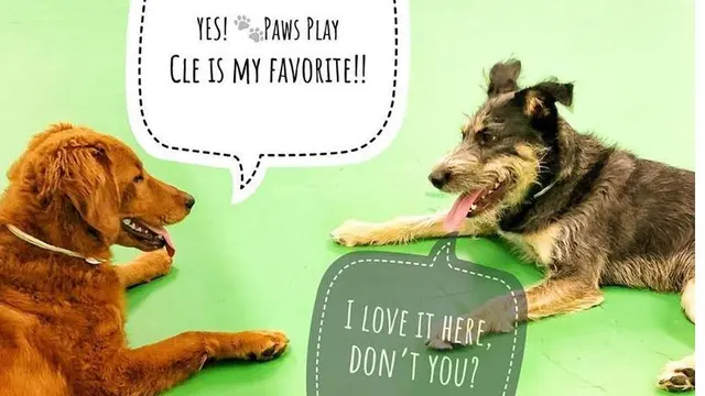 Max and Alayna's Paws Play — photo from the business 1
