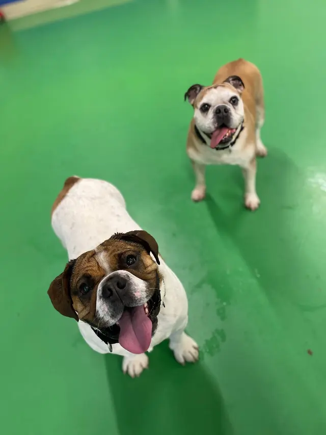 Max and Alayna's Paws Play — customer photo 3