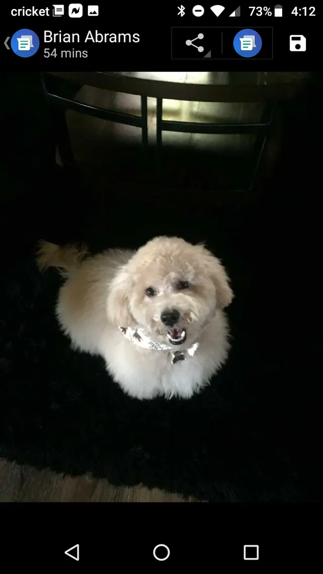 Bailey's Bark & Meows grooming — customer photo 4