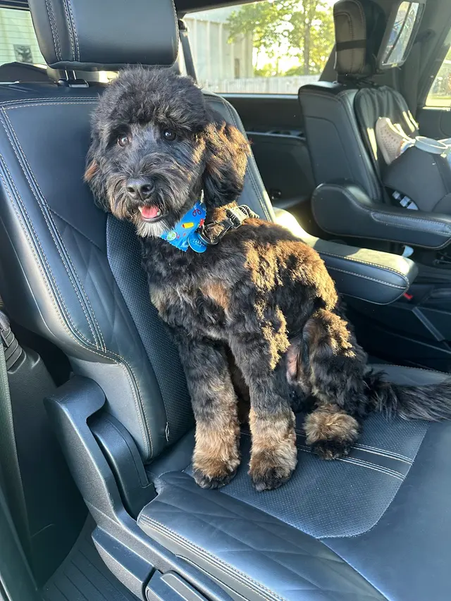 Bailey's Bark & Meows grooming — customer photo 8