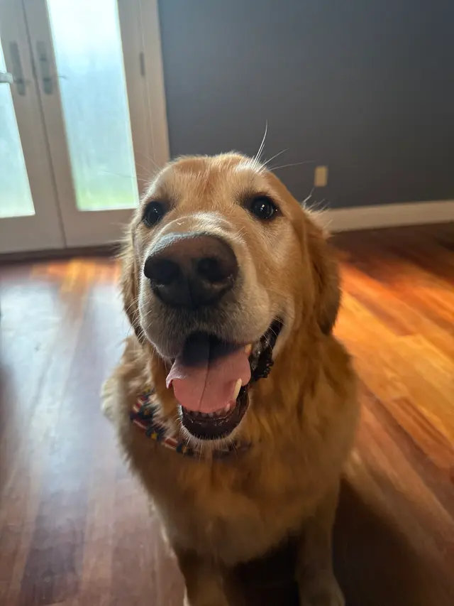 Bailey's Bark & Meows grooming — customer photo 12