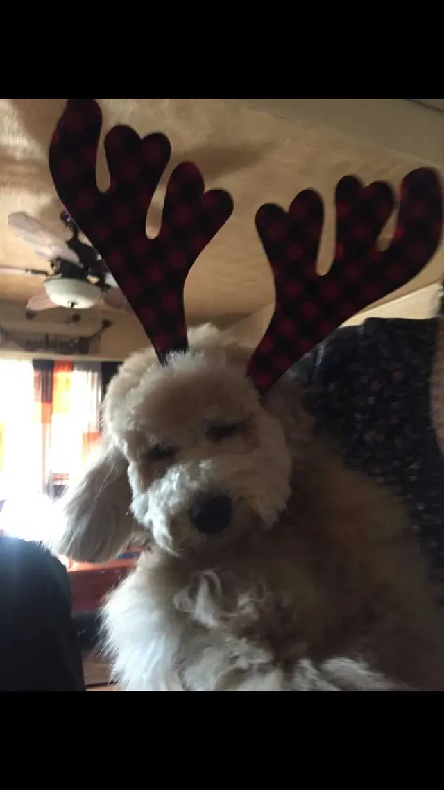Bailey's Bark & Meows grooming — customer photo 6
