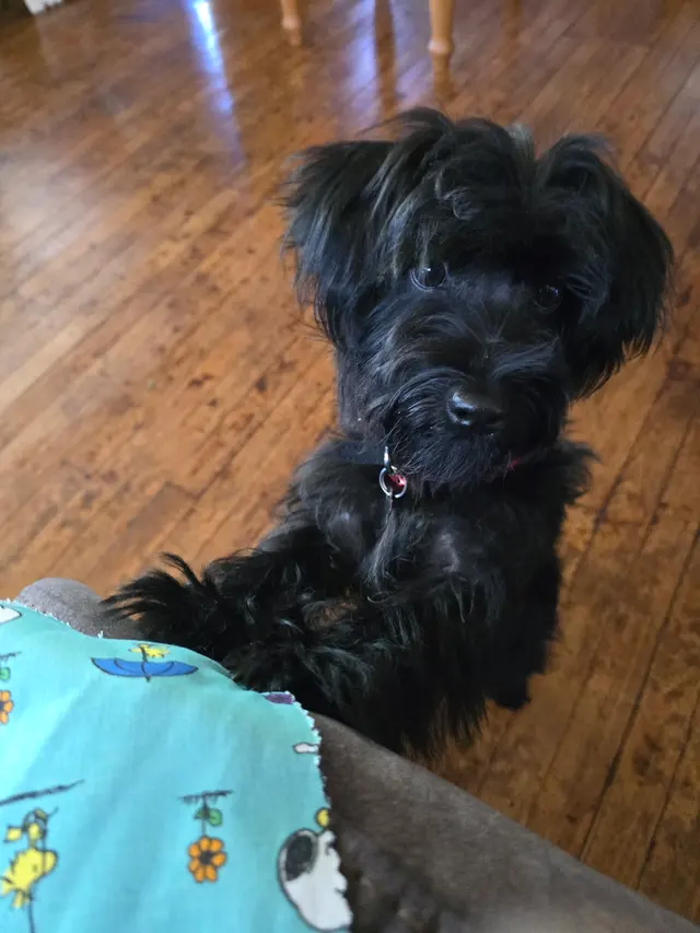 Bailey's Bark & Meows grooming — customer photo 7