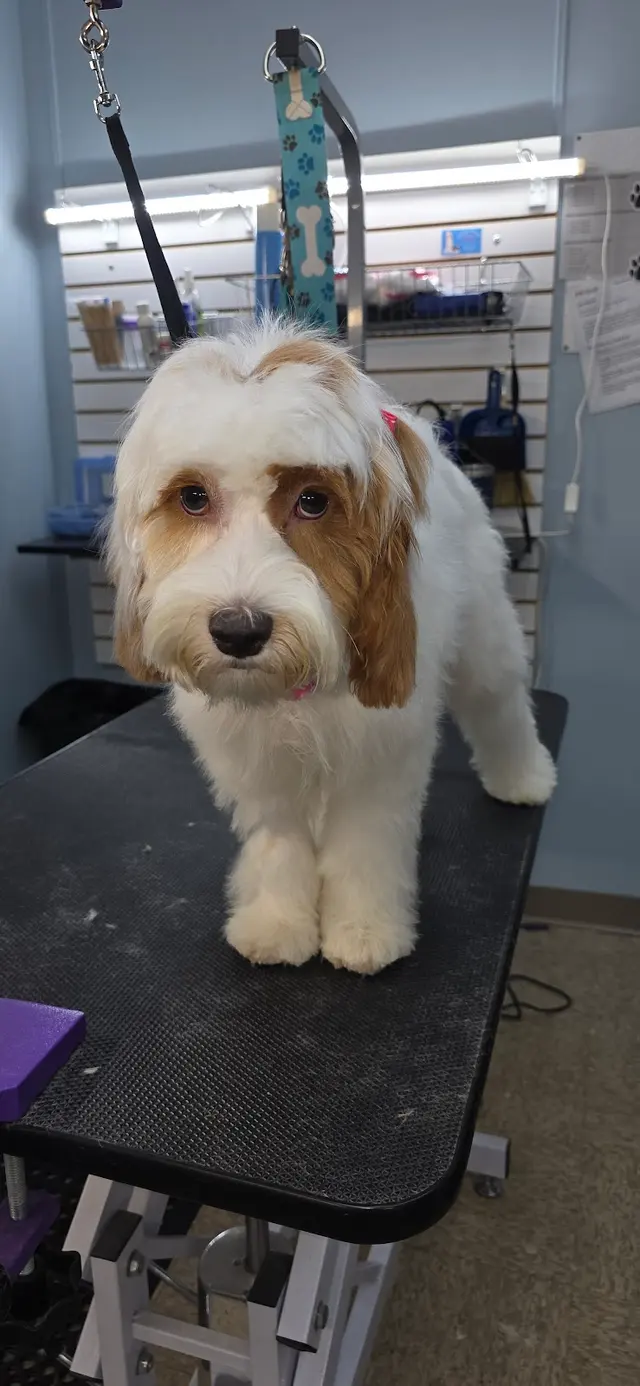 Bailey's Bark & Meows grooming — photo from the business 2