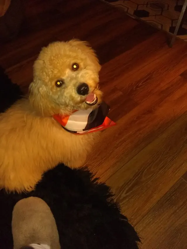 Bailey's Bark & Meows grooming — customer photo 5