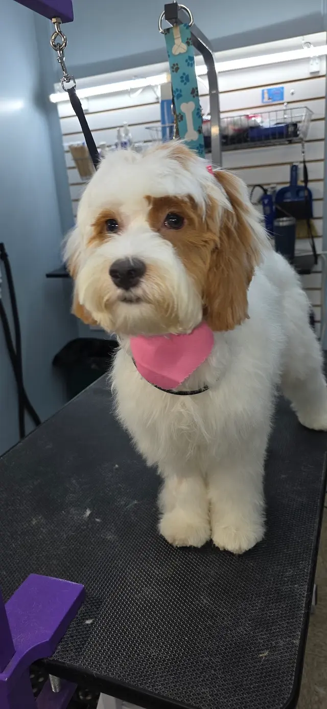 Bailey's Bark & Meows grooming — photo from the business 1