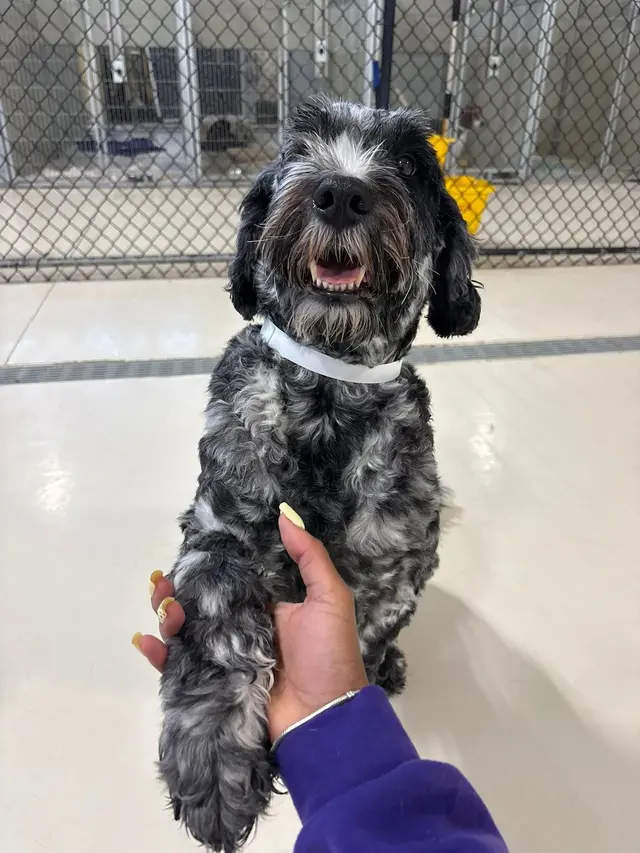 Pet Palace - Cleveland East — photo from the business 8