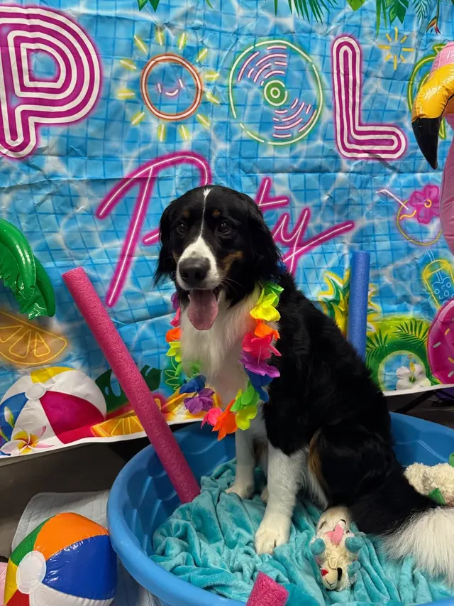 Pet Palace - Cleveland East — photo from the business 6