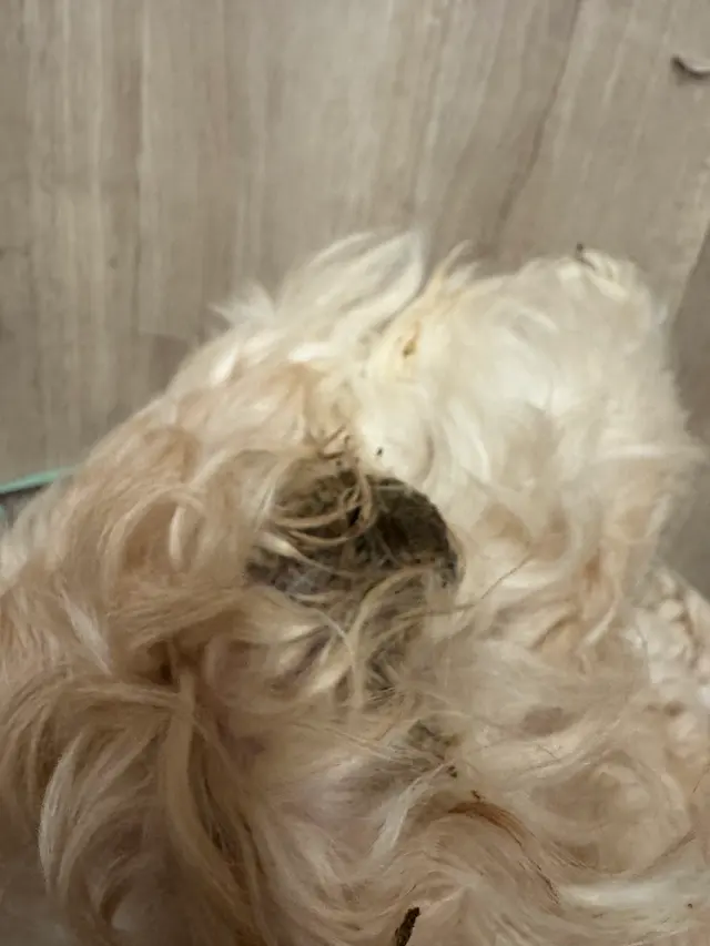 Customer photo of work by Pet Palace - Cleveland East, from Jocelyn jiao's review