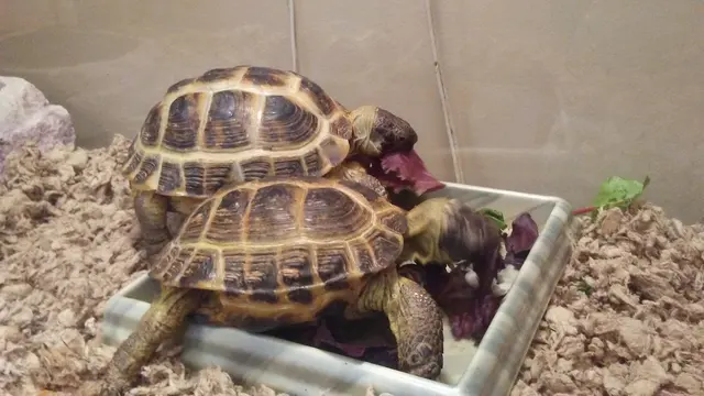 Pet Paradise — customer photo 4