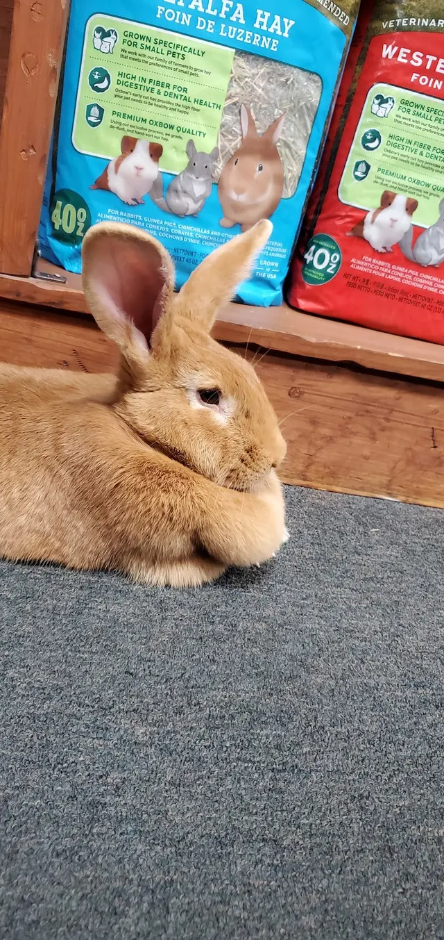 Pet Paradise — customer photo 5