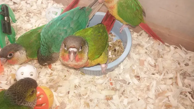 Pet Paradise — customer photo 6