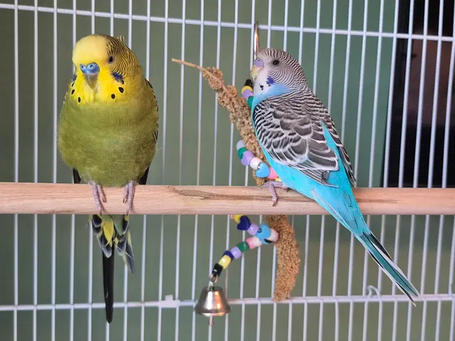 Pet Paradise — customer photo 9
