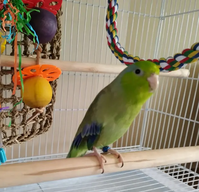 Pet Paradise — customer photo 10