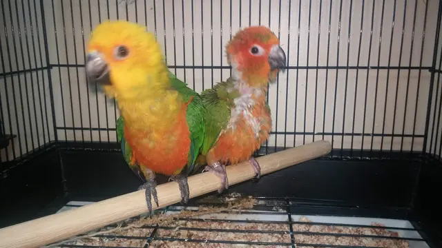 Pet Paradise — customer photo 3