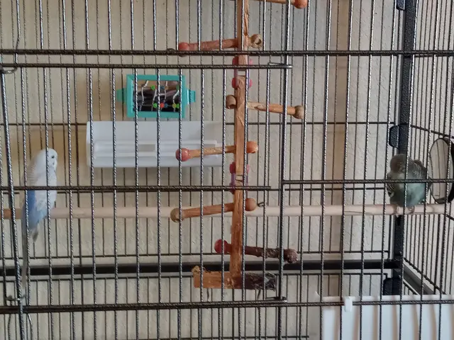 Pet Paradise — customer photo 8