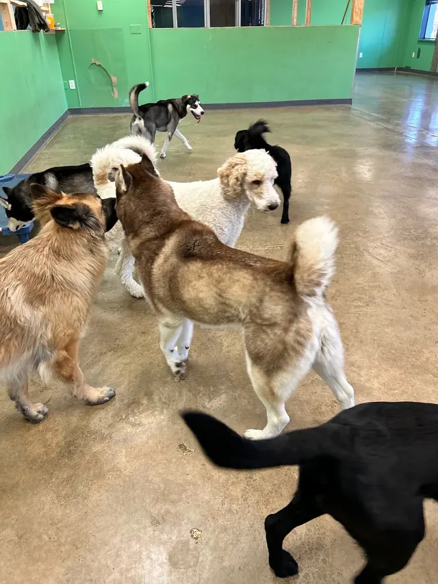 The Wright Pet Daycamp & Boarding — photo from the business 11