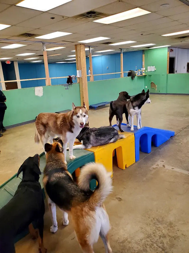 The Wright Pet Daycamp & Boarding — photo from the business 1