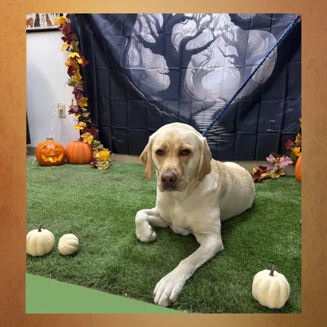 The Wright Pet Daycamp & Boarding — photo from the business 4