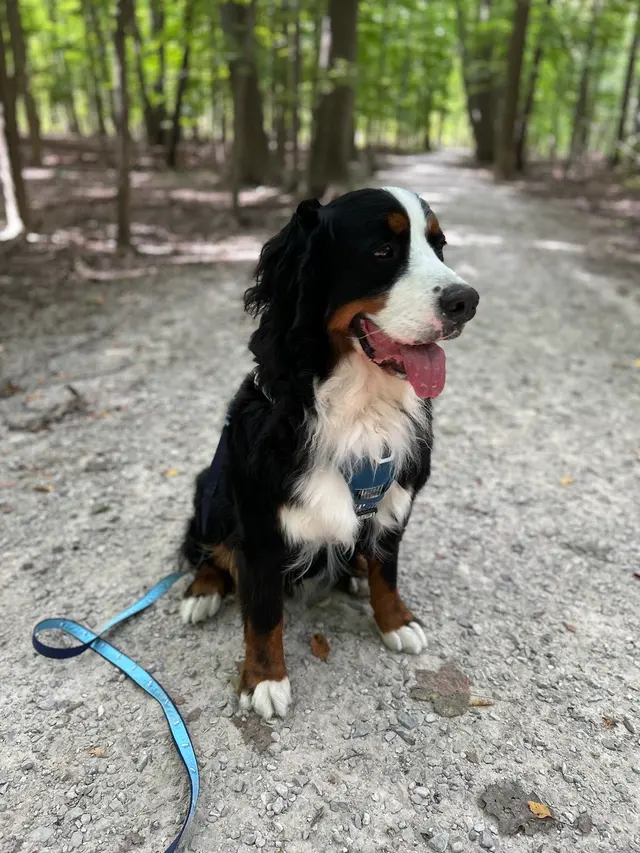 The Wright Pet Daycamp & Boarding — photo from the business 7