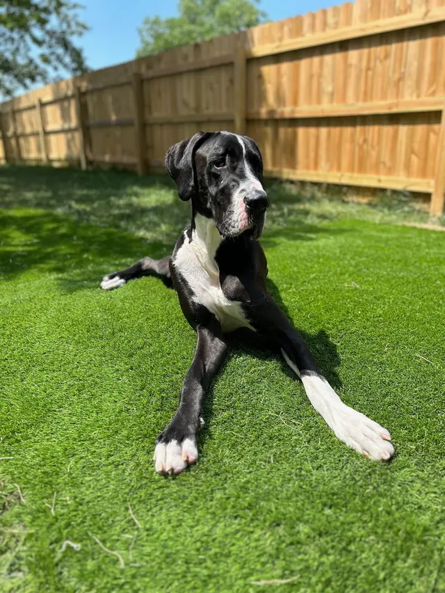 The Wright Pet Daycamp & Boarding — photo from the business 8