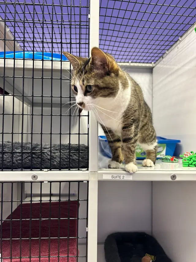 The Wright Pet Daycamp & Boarding — photo from the business 6