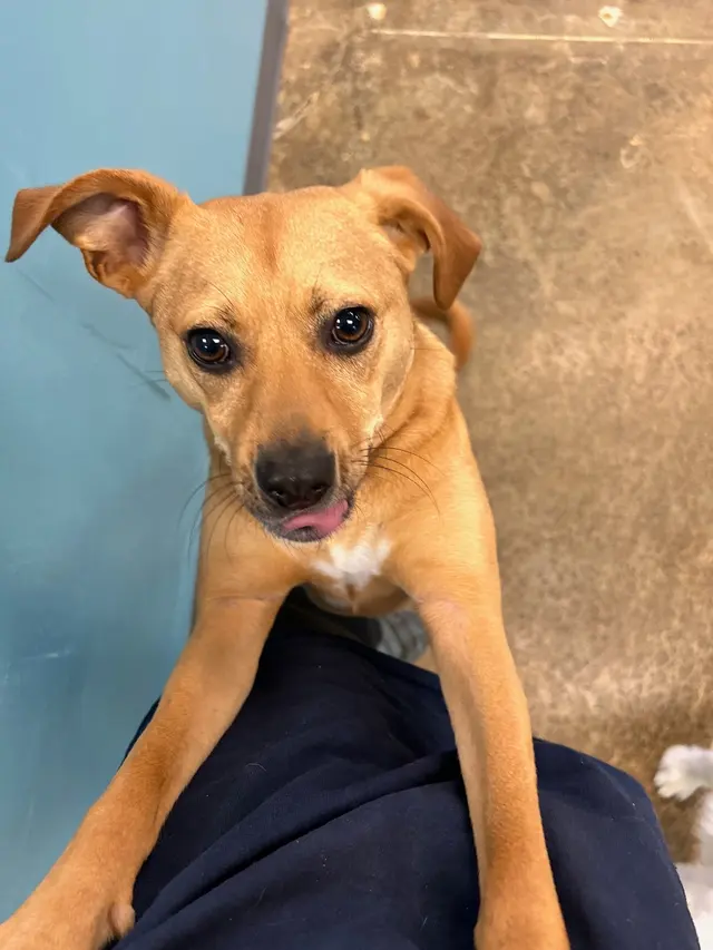 The Wright Pet Daycamp & Boarding — photo from the business 10