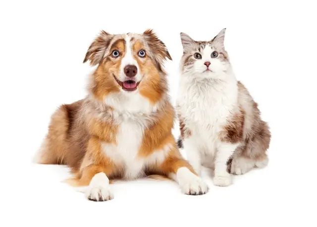 The Wright Pet Daycamp & Boarding — photo from the business 5