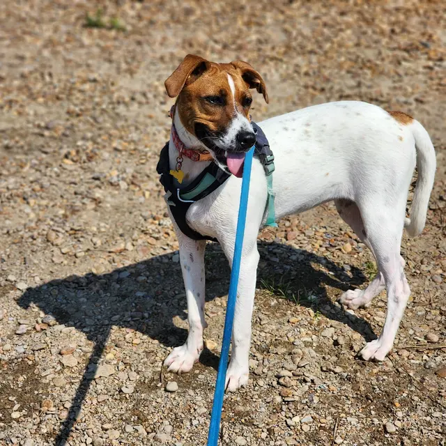 The Wright Pet Daycamp & Boarding — customer photo 9