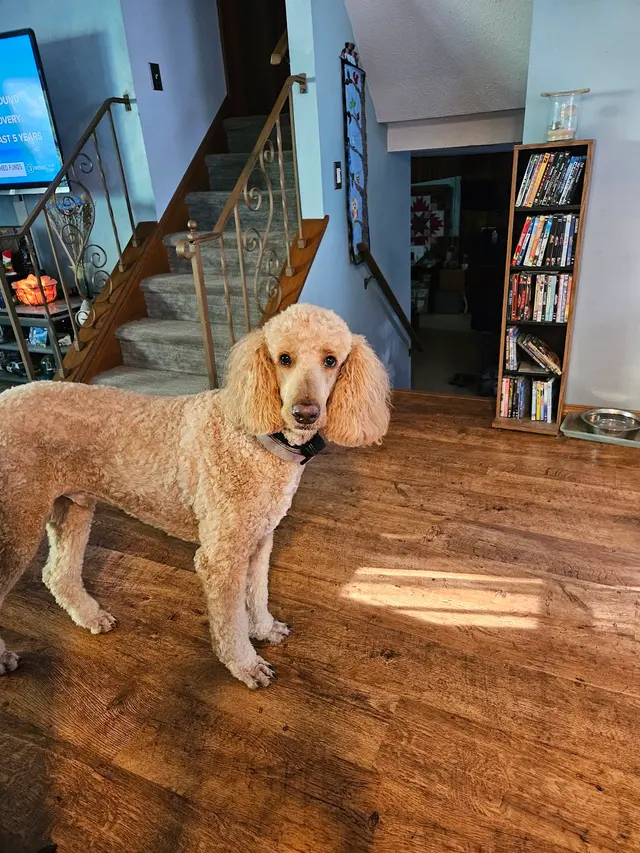Customer photo of work by The Wright Pet Daycamp & Boarding, from Kathy Westfall's review