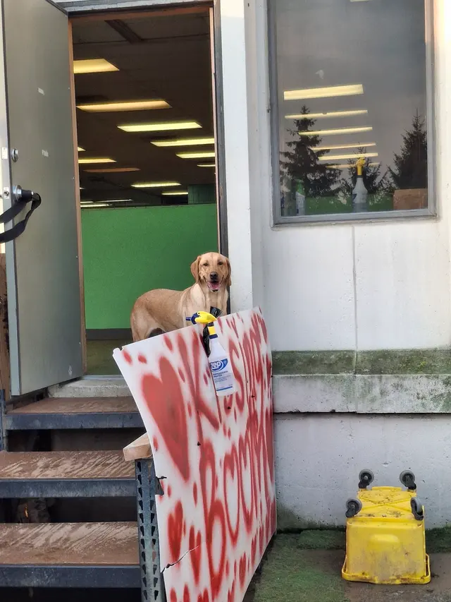 Customer photo of work by The Wright Pet Daycamp & Boarding, from Tessa Wetklow's review