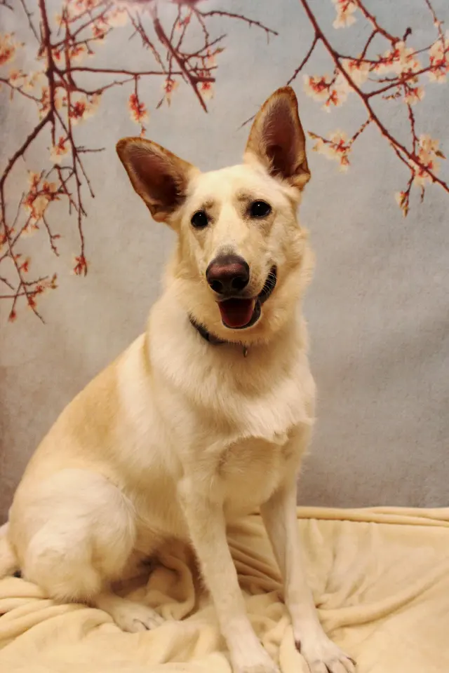Camp Bow Wow Highland Heights — photo from the business 9