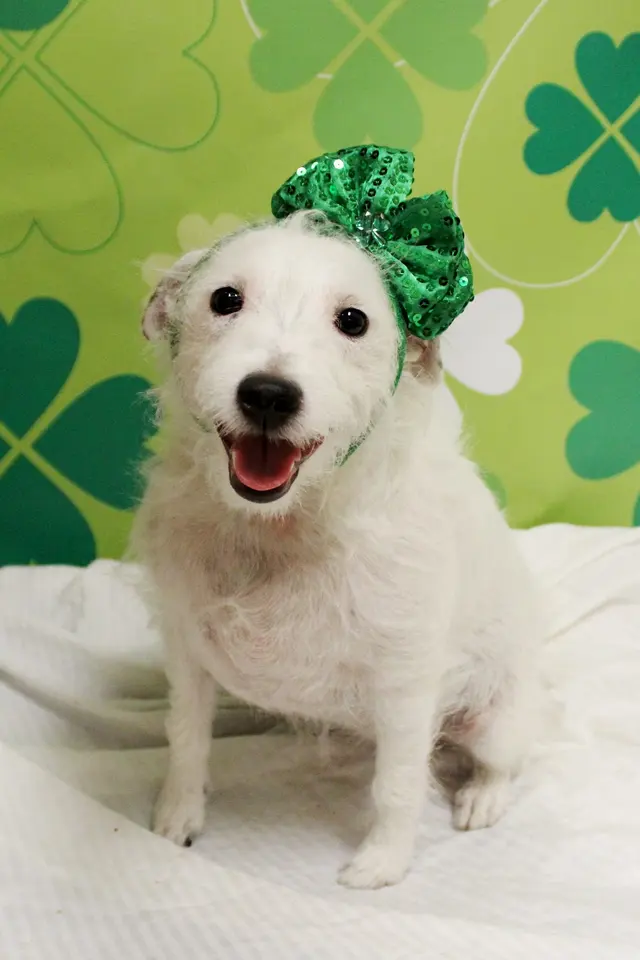 Camp Bow Wow Highland Heights — photo from the business 10