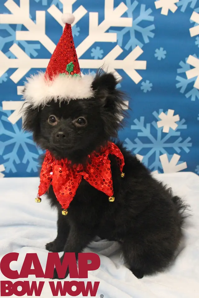 Camp Bow Wow Highland Heights — photo from the business 2