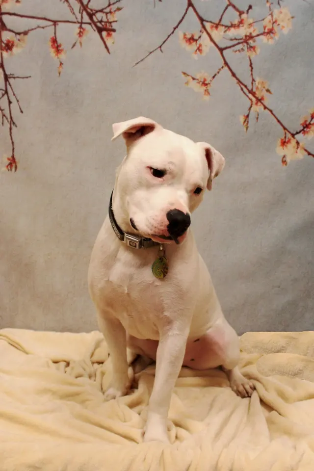 Camp Bow Wow Highland Heights — photo from the business 11