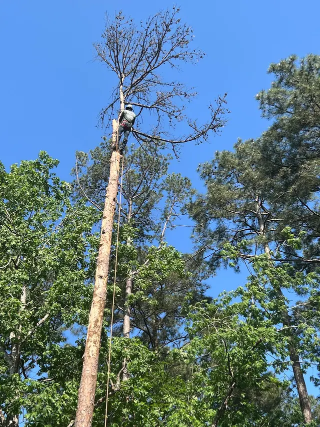 JRP Tree Services — customer photo 9