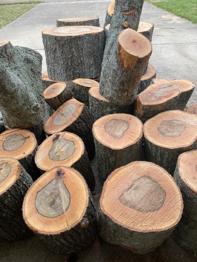 Professional Tree Care — customer photo 10